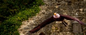 aigle 2 e1528289600980