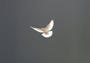 sunyu 394123 unsplash esprit saint
