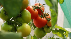 Vignette tomates rouges vertes