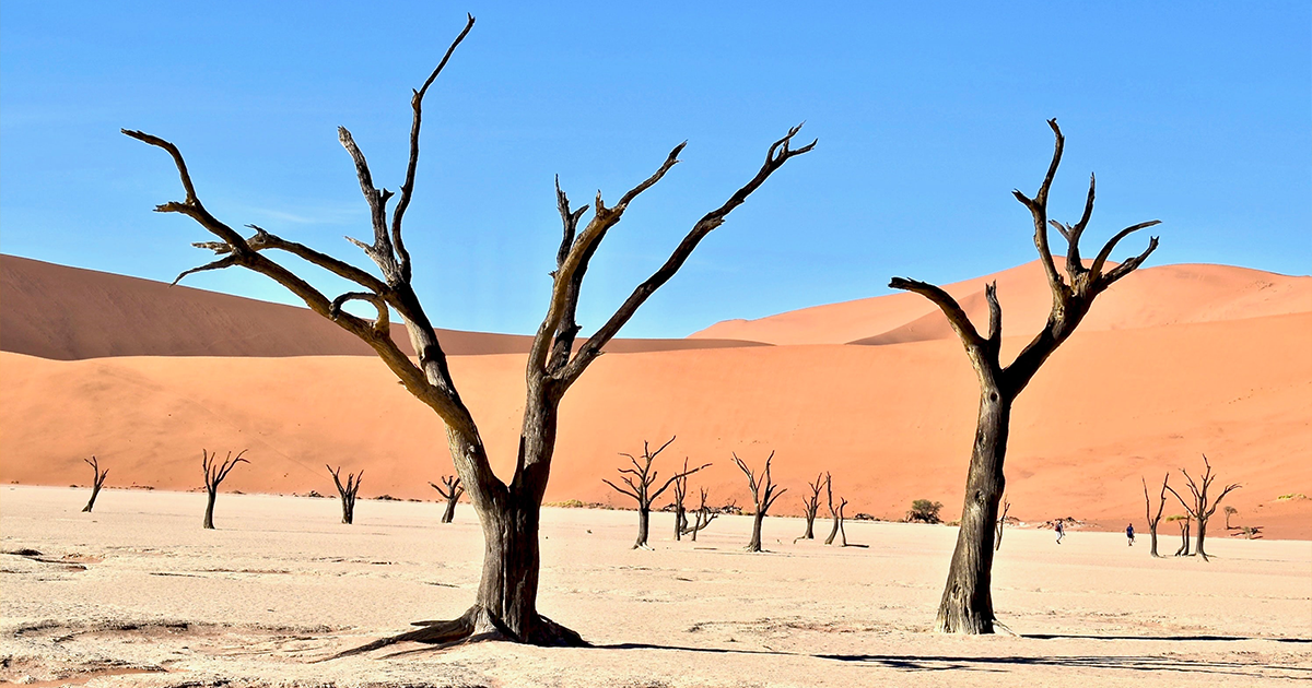 Actualités Vignette Facebook desert arbres ciel
