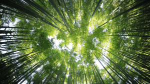 conversion ecologique 1